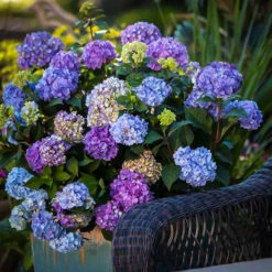 Bloomstruck® Hydrangea 6 Bloomstruck® Hydrangea -The Tree Center Store hydrangea bloomstruck 1 600x600 1