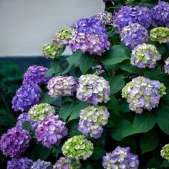 Bloomstruck® Hydrangea 7 Bloomstruck® Hydrangea -The Tree Center Store hydrangea bloomstruck 2 600x600 1