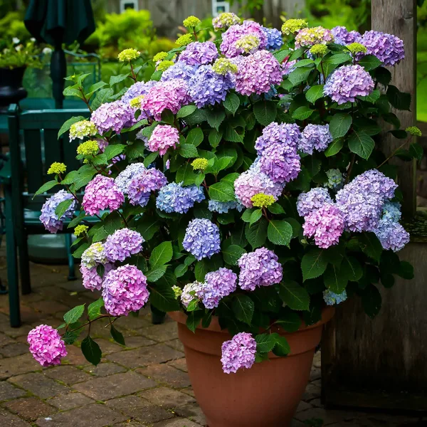 Bloomstruck® Hydrangea 1 Bloomstruck® Hydrangea