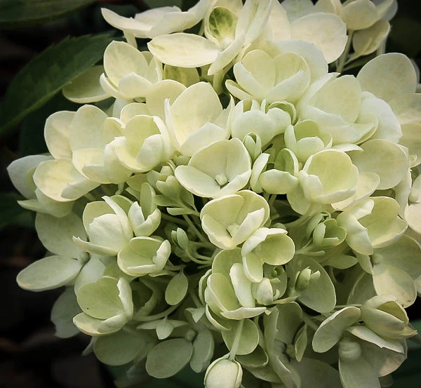 Bombshell Hydrangea 1 Bombshell Hydrangea