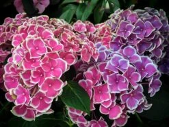Cityline® Mars Hydrangea 5 Cityline® Mars Hydrangea -The Tree Center Store hydrangea cityline mars 1 600x450 1