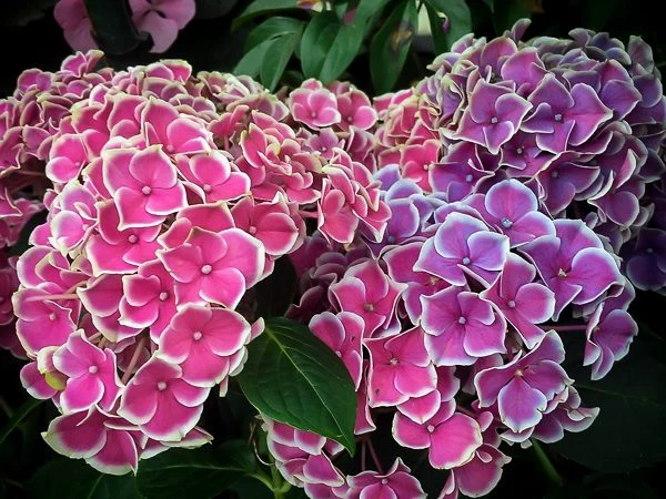 Cityline® Mars Hydrangea 3 Cityline® Mars Hydrangea - Image 3