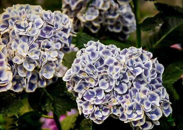Cityline® Mars Hydrangea 2 Cityline® Mars Hydrangea - Image 2