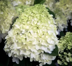 White Wedding Hydrangea