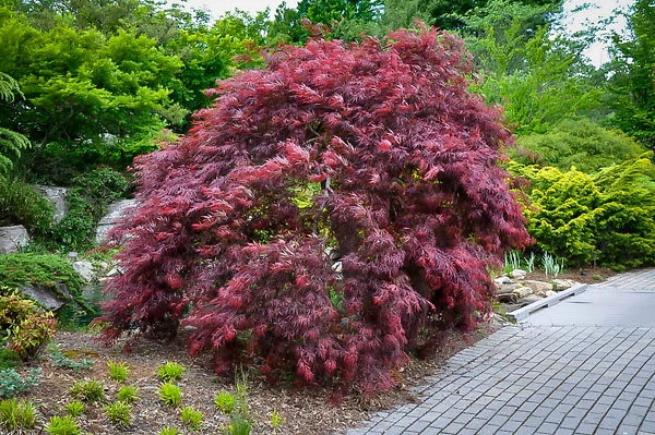 Inaba Shidare Japanese Maple 2 Inaba Shidare Japanese Maple - Image 2