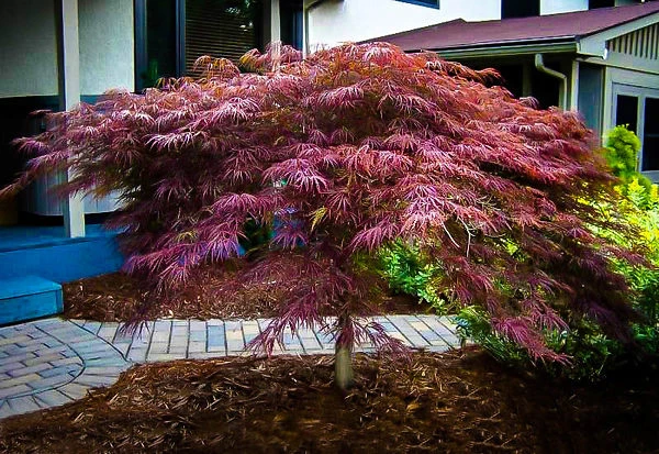Inaba Shidare Japanese Maple 3 Inaba Shidare Japanese Maple - Image 3