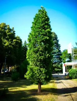 California Incense Cedar 5 California Incense Cedar -The Tree Center Store incense cedar 1 jpg webp