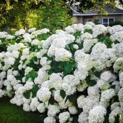 Incrediball® Hydrangea -The Tree Center Store incrediball hydrangea 1 600x600 1
