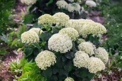 Invincibelle® Wee White Hydrangea