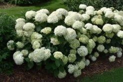 Invincibelle® Wee White Hydrangea -The Tree Center Store invincibelle limetta hydrangea 3 600x401 1
