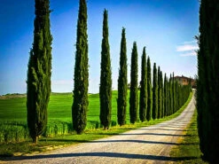 Italian Cypress