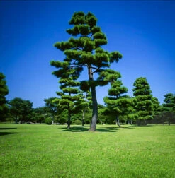 Japanese Black Pine