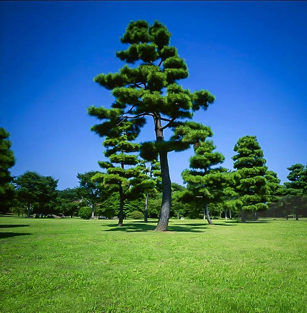 Japanese Black Pine 1 Japanese Black Pine