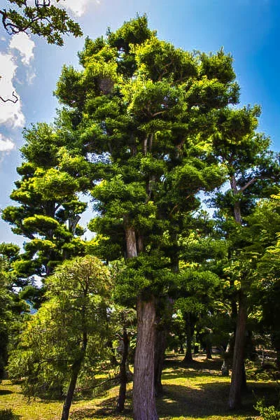 Japanese Black Pine 2 Japanese Black Pine - Image 2