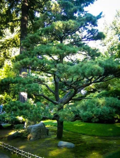 Japanese Black Pine 5 Japanese Black Pine -The Tree Center Store japanese black pine 3 600x788 1