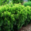 Japanese Plum Yew
