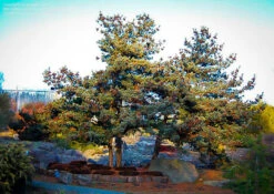 Japanese White Pine -The Tree Center Store japanese white pine 1 1 600x425 1