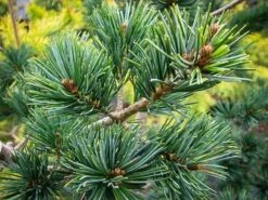 Japanese White Pine