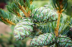 Japanese White Pine -The Tree Center Store japanese white pine 4 600x399 1