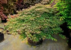 Jeddeloh Orange Japanese Maple -The Tree Center Store jeddeloh orange japanese maple 1 600x423 1
