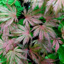 Jubilee Japanese Maple