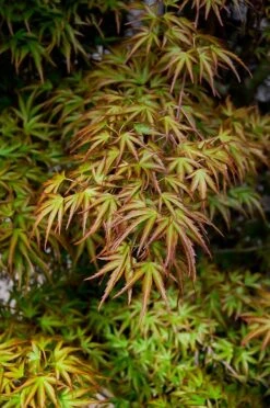 Kamagata Japanese Maple -The Tree Center Store kamagata japanese maple 2 600x903 1