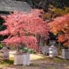 Kamagata Japanese Maple