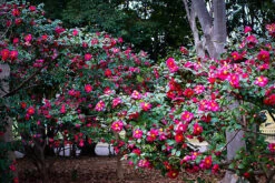 Kanjiro Camellia 5 Kanjiro Camellia -The Tree Center Store kanjiro camellia 2 600x401 1