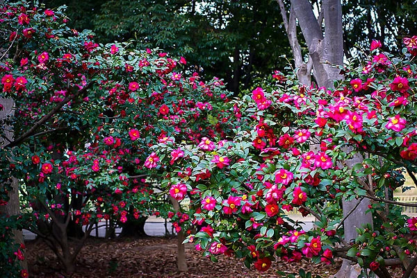 Kanjiro Camellia 3 Kanjiro Camellia - Image 3