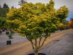 Katsura Japanese Maple -The Tree Center Store katsura jap map 1 600x450 1