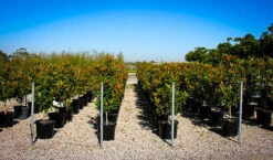 Kay Parris Magnolia -The Tree Center Store kay parris magnolia 3 600x352 1