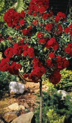 Red Knock Out® Rose - Tree Form -The Tree Center Store knockout rose tree jpg webp