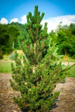 Kotobuki Japanese Black Pine -The Tree Center Store kotobuki japanese black pine 2 jpg webp