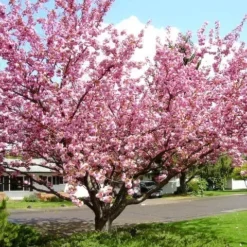 Kwanzan Cherry Tree