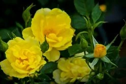 Lemon Drop Miniature Rose Tree