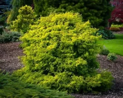 Lemon Twist Hinoki Cypress 5 Lemon Twist Hinoki Cypress -The Tree Center Store lemon twist hinoki 2 jpg webp
