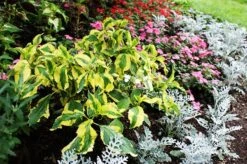 Lemon Wave Hydrangea -The Tree Center Store lemon wave hydrangea 4 600x399 1