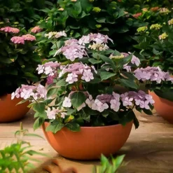 Let's Dance Diva! Hydrangea 5 Let's Dance Diva! Hydrangea -The Tree Center Store lets dance diva hydrangea 1 jpg webp