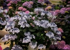 Let's Dance Diva! Hydrangea