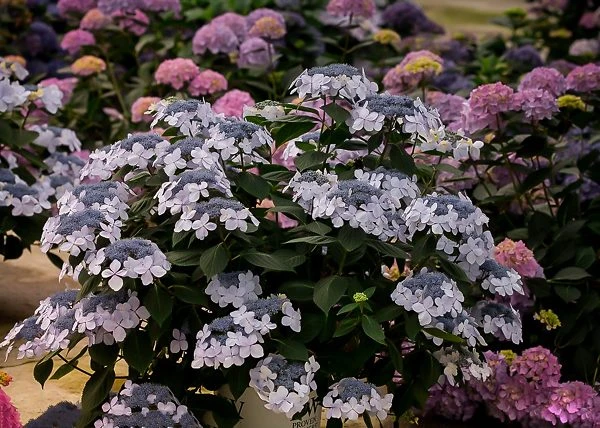 Let's Dance Diva! Hydrangea 1 Let's Dance Diva! Hydrangea