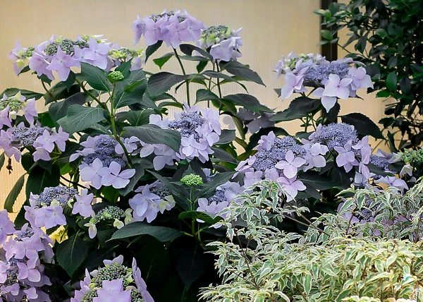 Let's Dance Diva! Hydrangea 2 Let's Dance Diva! Hydrangea - Image 2