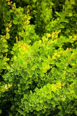 Lime Glow Japanese Barberry -The Tree Center Store lime glow japanese barberry 2 jpg webp