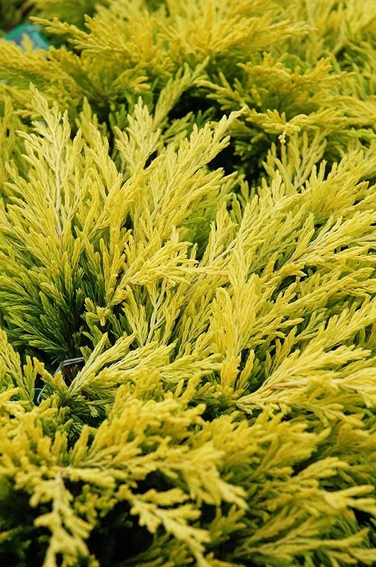 Lime Glow Juniper 2 Lime Glow Juniper - Image 2