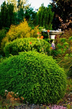Little Gem Norway Spruce