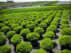 Little Gem Norway Spruce -The Tree Center Store little gem norway spruce 2 bush 600x450 1