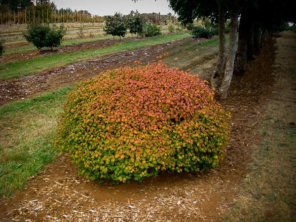 Little Gem Japanese Vine Maple 3 Little Gem Japanese Vine Maple - Image 3
