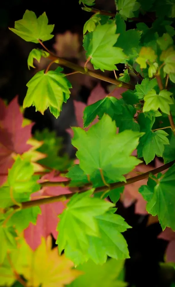 Little Gem Japanese Vine Maple 2 Little Gem Japanese Vine Maple - Image 2