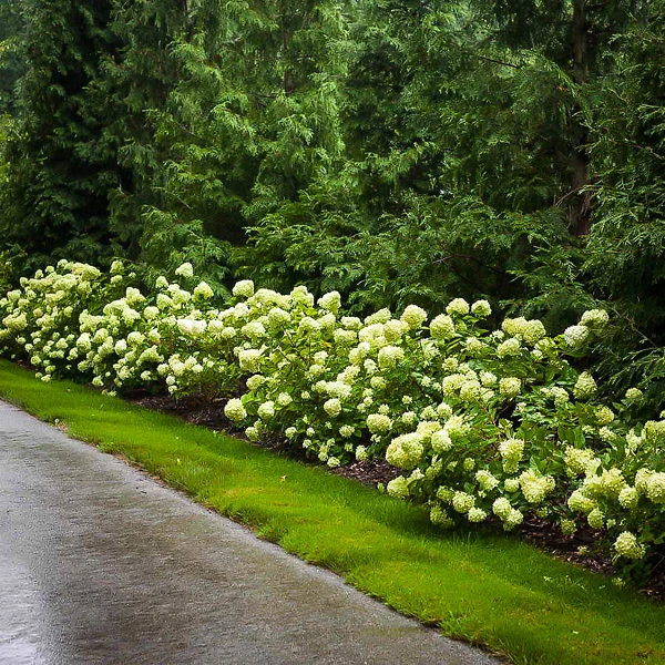 Little Lime® Hydrangea 1 Little Lime® Hydrangea