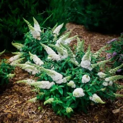 Lo & Behold® Ice Chip Butterfly Bush