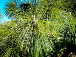 Longleaf Pine -The Tree Center Store longleaf pine 3 600x450 1